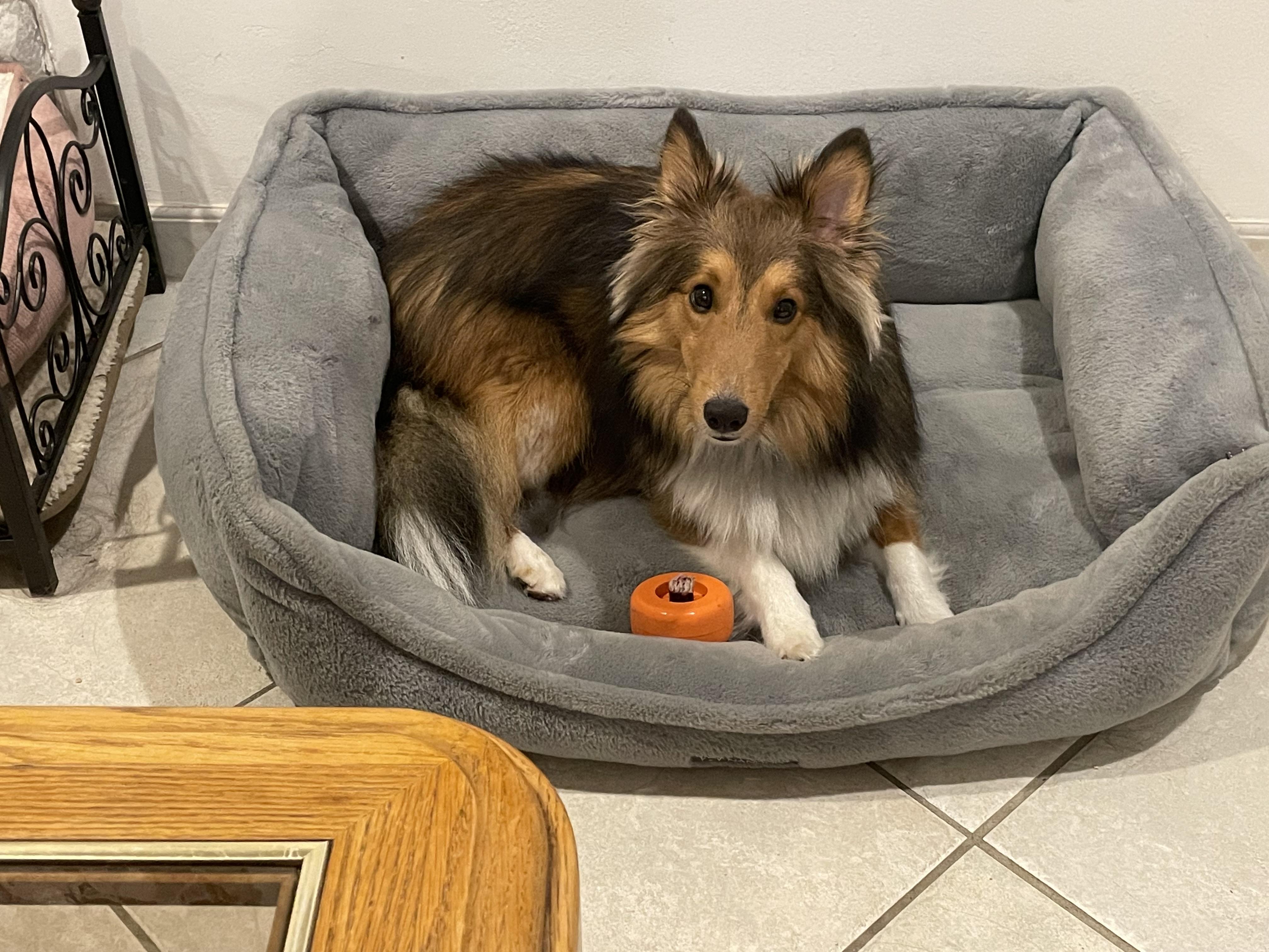 Enlarge Charlie, a Adoptable Shetland Sheepdog / Sheltie in Palm Bay, FL image 4/5