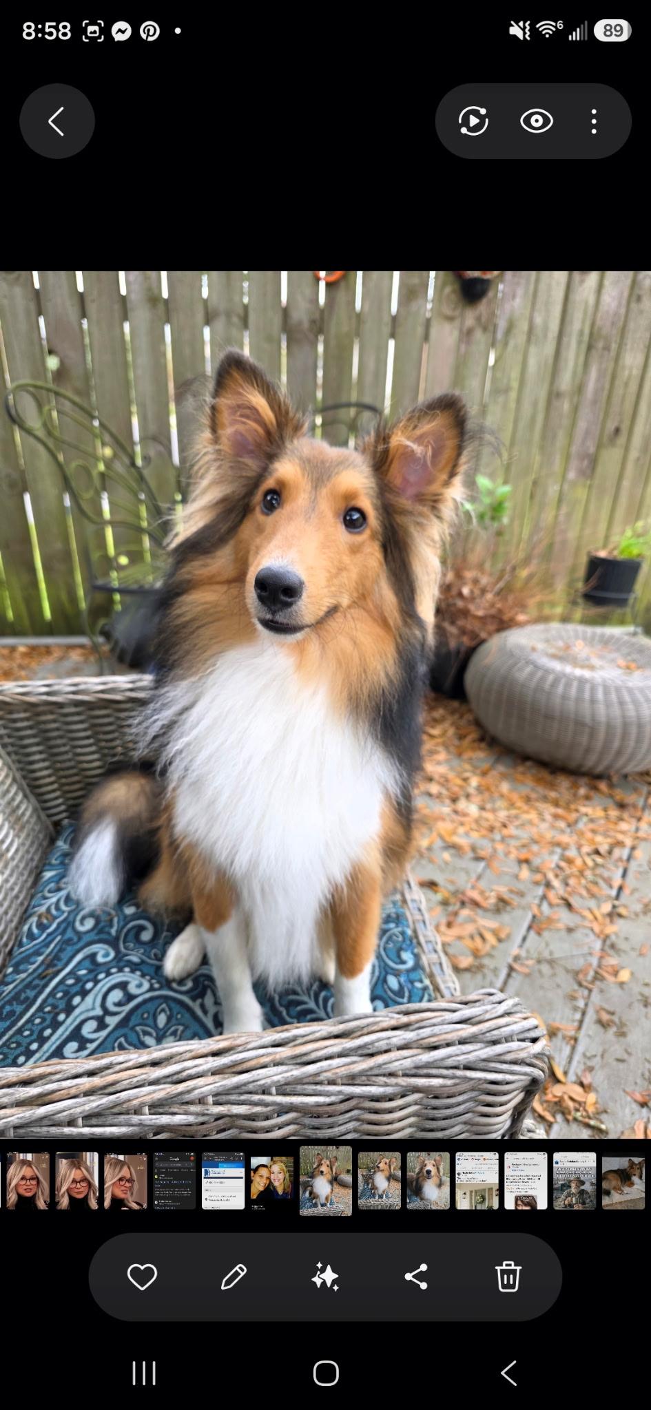 Enlarge Charlie, a Adoptable Shetland Sheepdog / Sheltie in Palm Bay, FL image 1/5