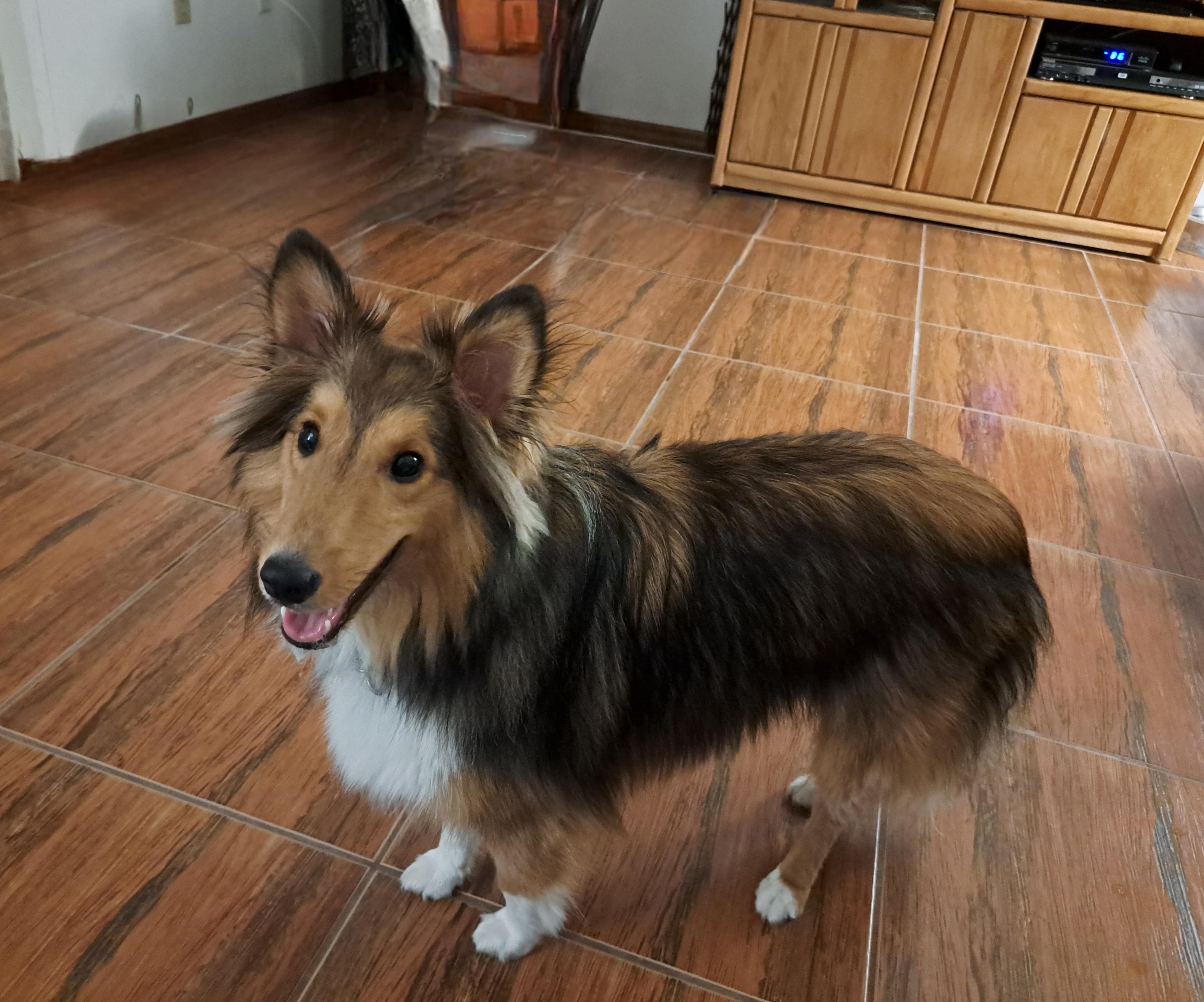 Enlarge Charlie, a Adoptable Shetland Sheepdog / Sheltie in Palm Bay, FL image 3/5