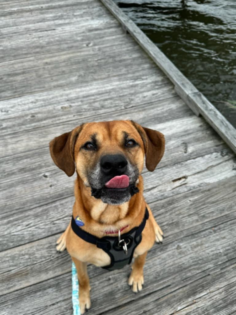 Enlarge Hambone, a Adoptable Mixed Breed in Severn, MD image 1/6