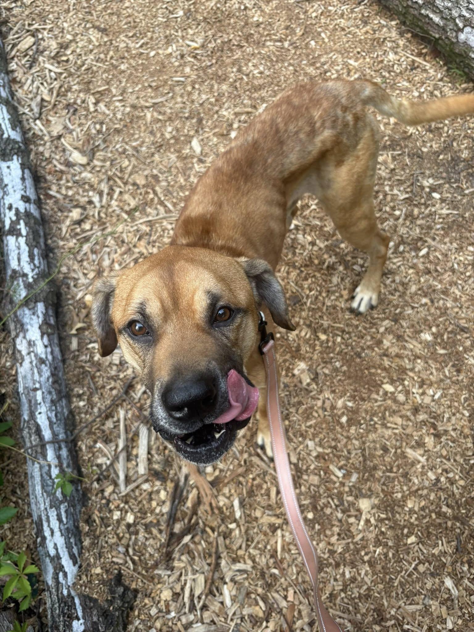Hambone