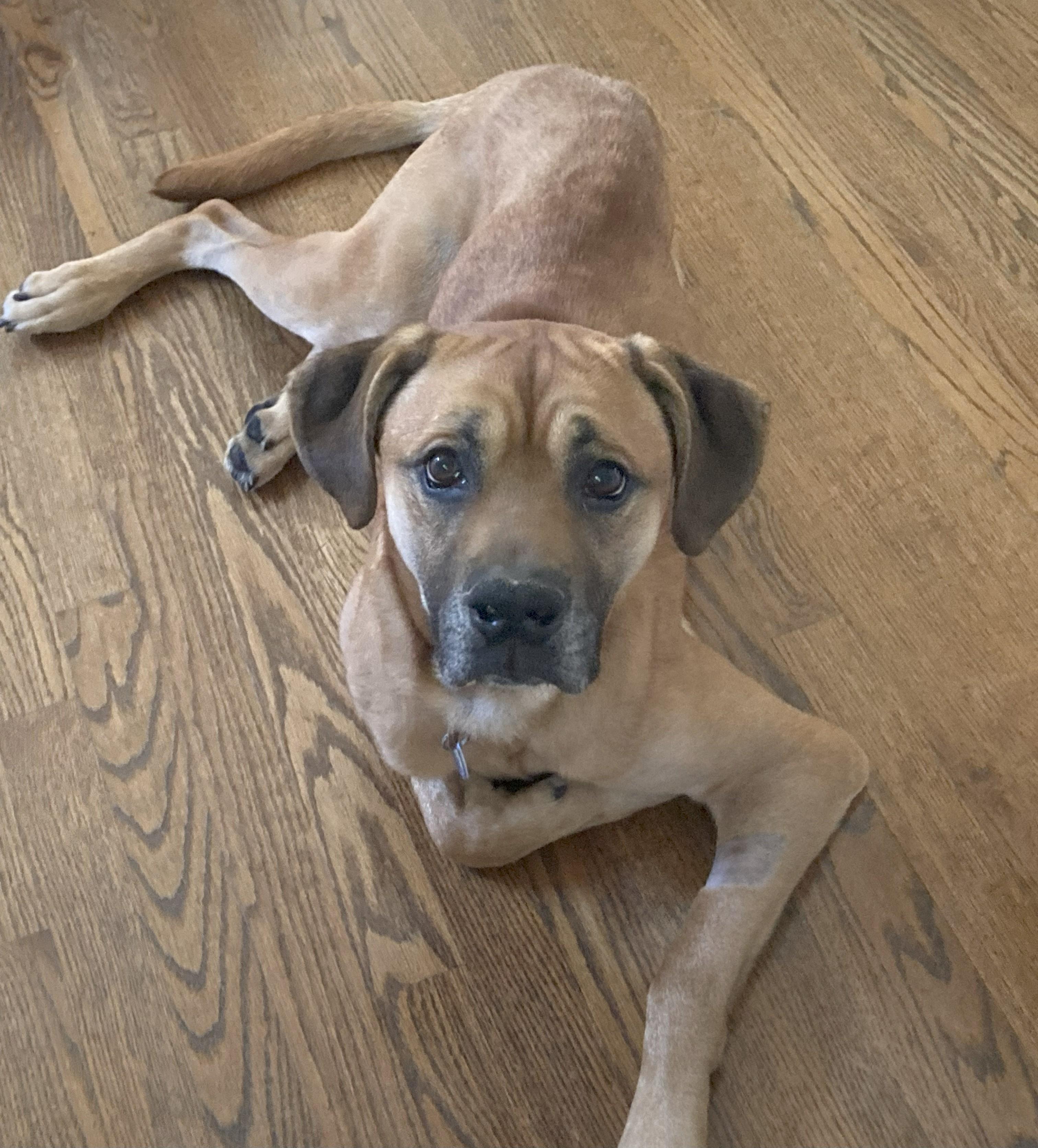 Enlarge Hambone, a Adoptable Mixed Breed in Severn, MD image 2/6