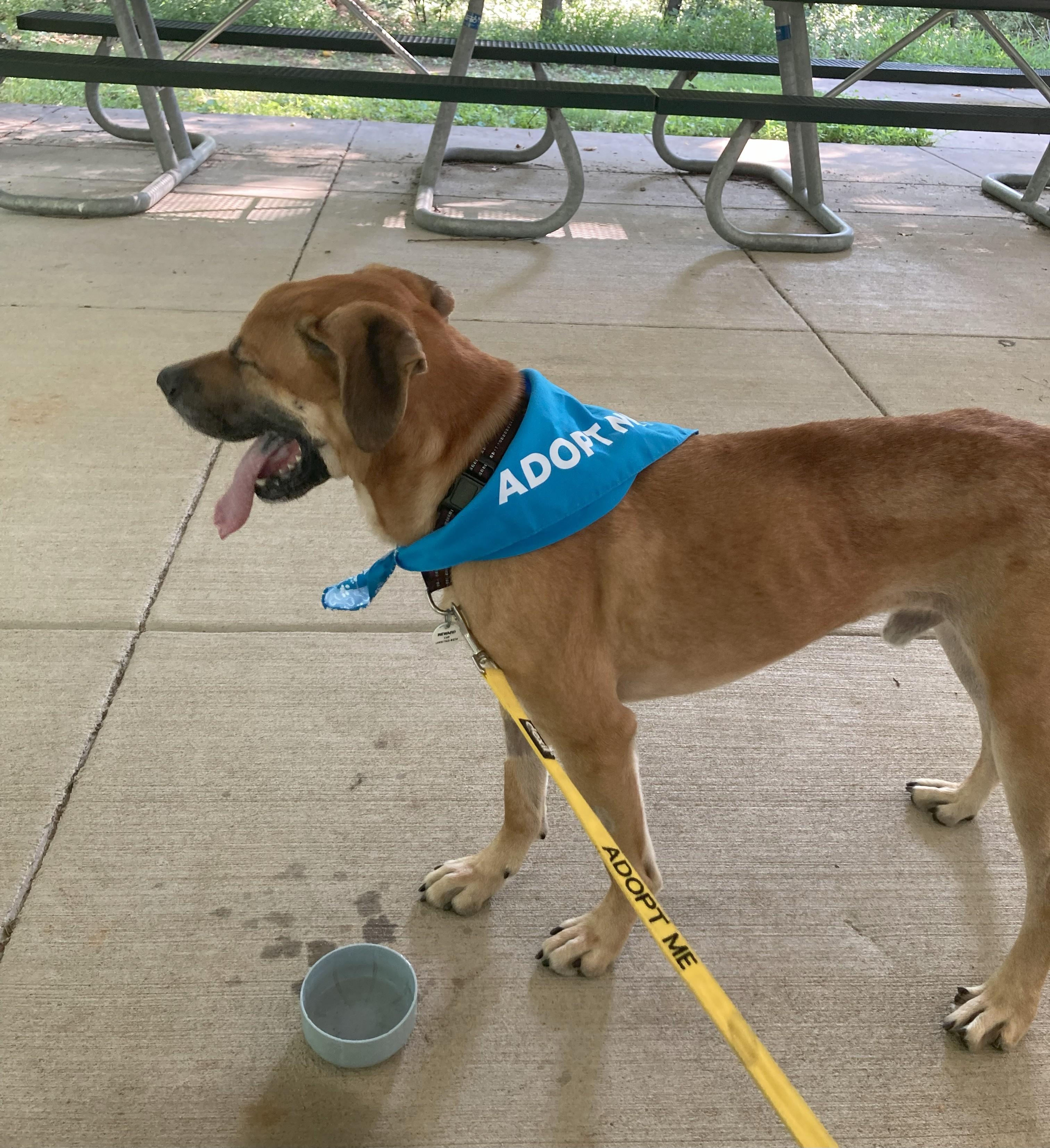Enlarge Hambone, a Adoptable Mixed Breed in Severn, MD image 4/6
