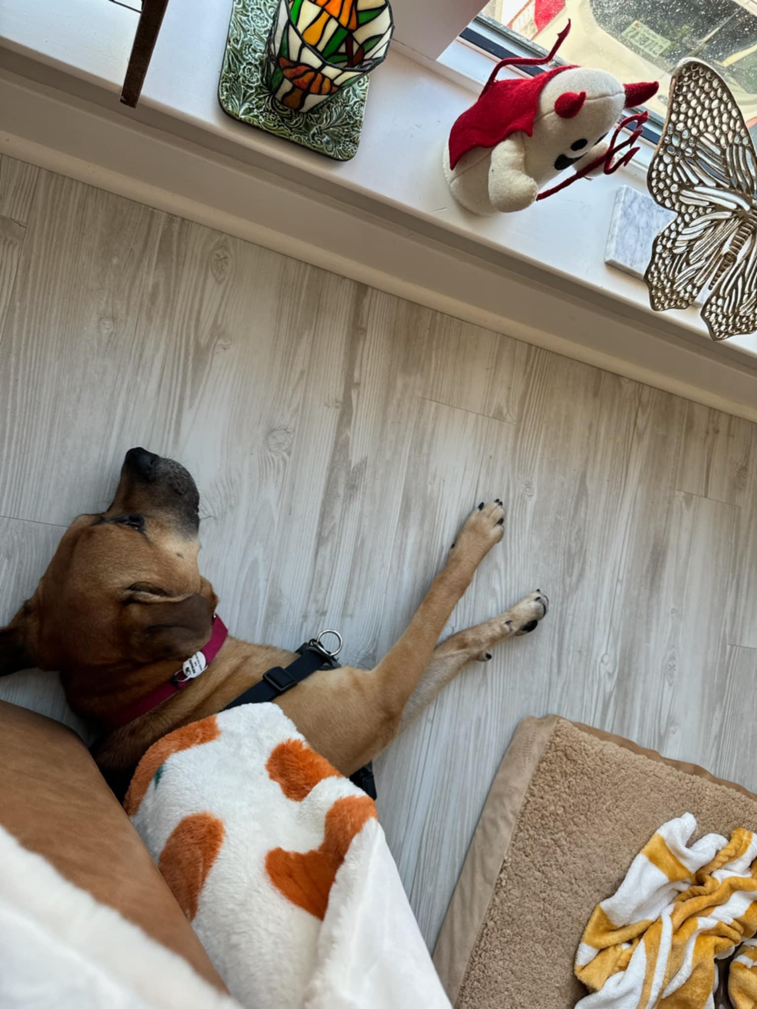 Enlarge Hambone, a Adoptable Mixed Breed in Severn, MD image 6/6