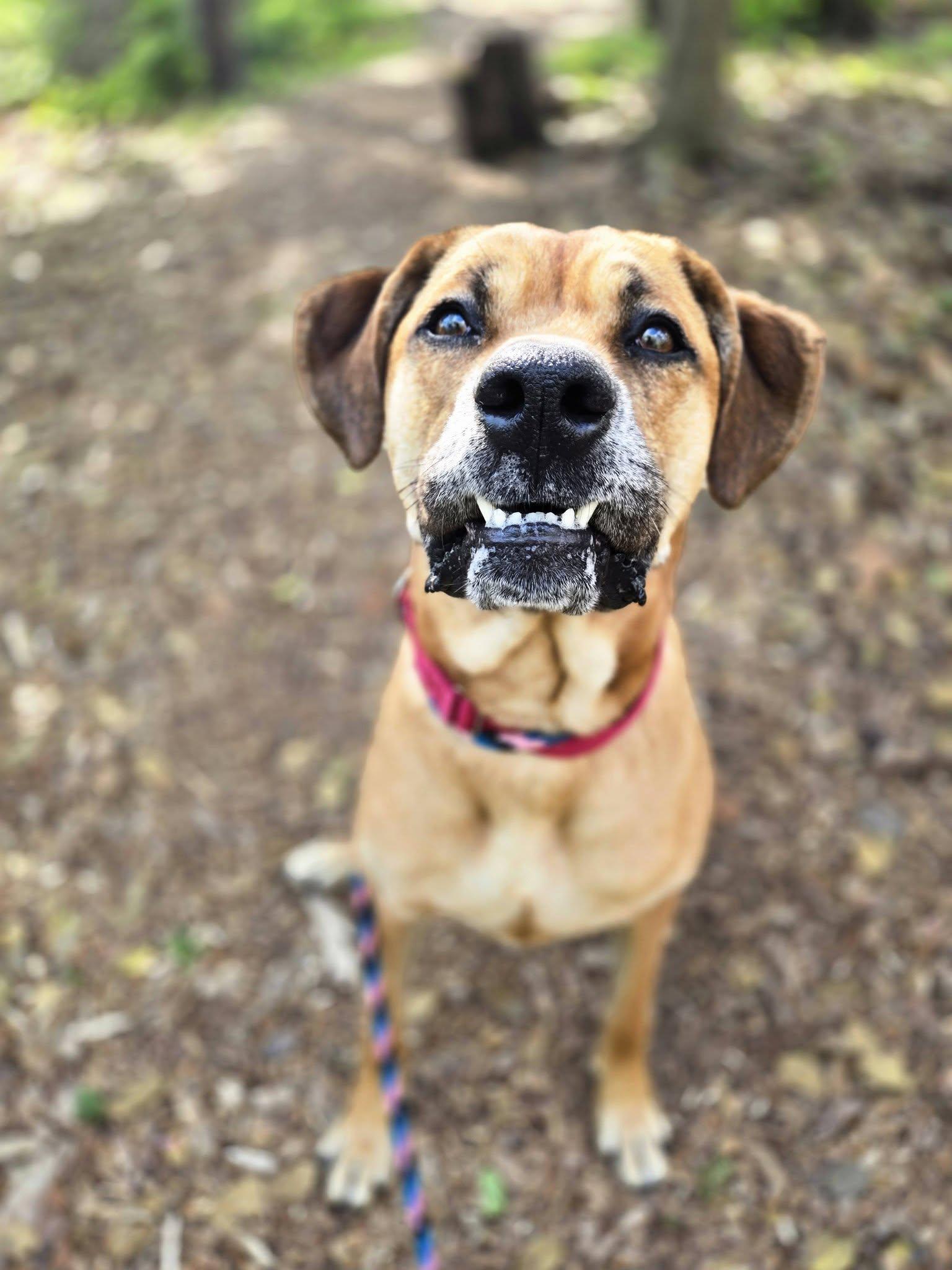 Hambone, Adoptable, Adult Male Mixed Breed.