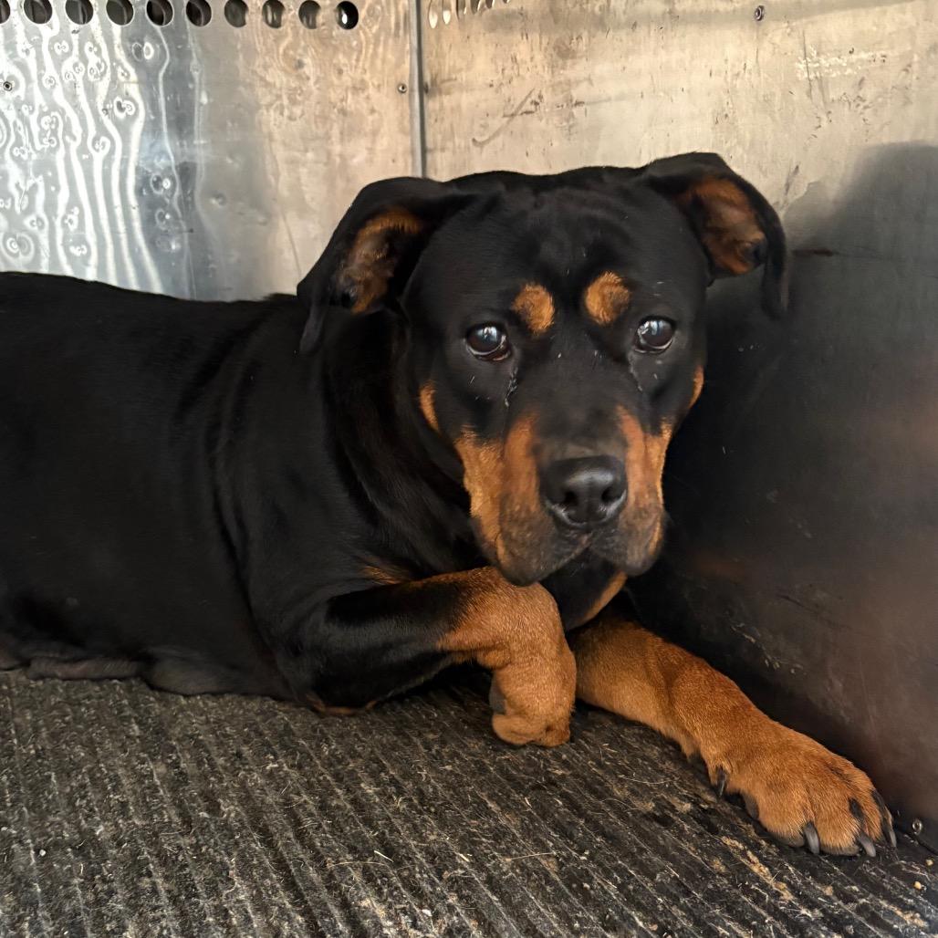 Charla — thumbnail 2