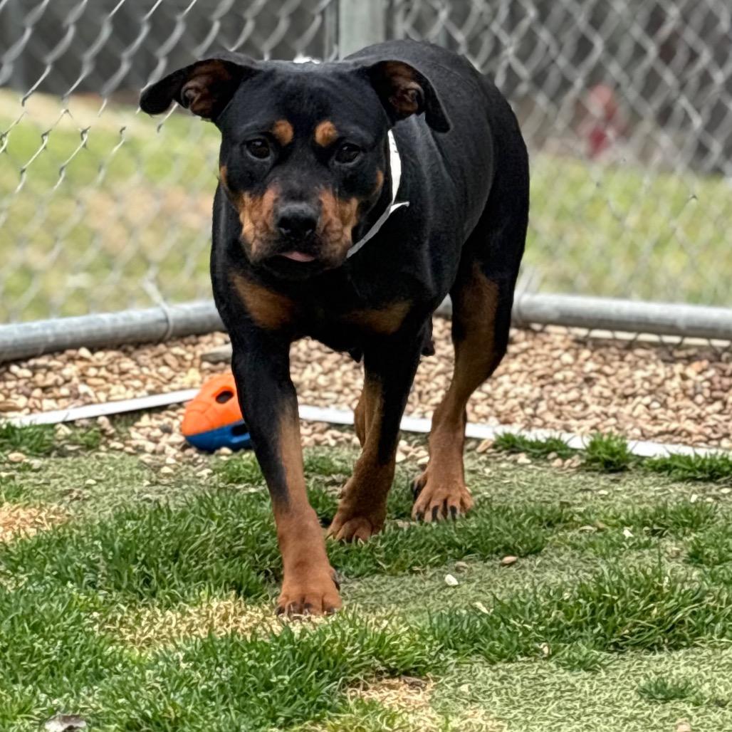 Charla — thumbnail 3