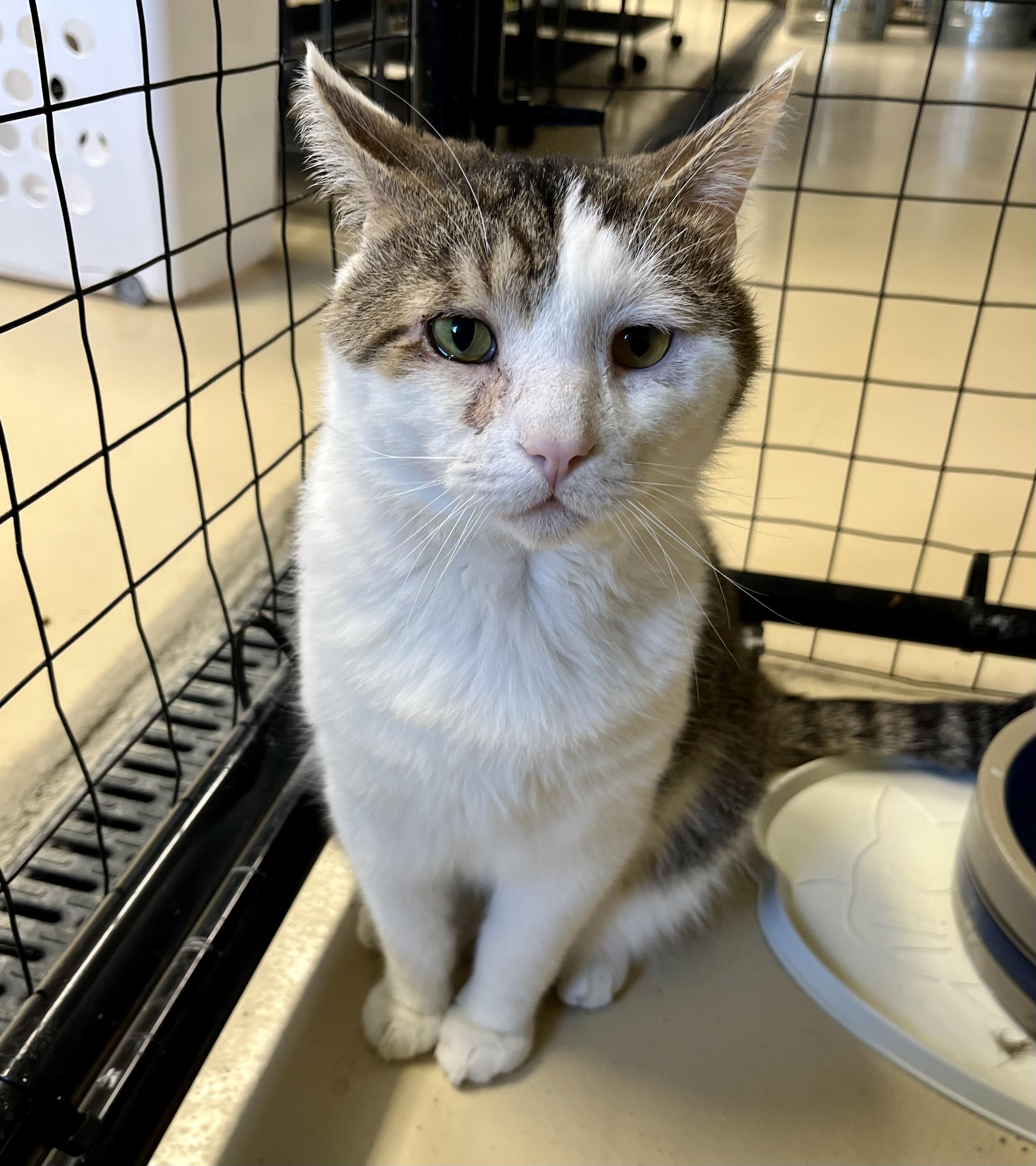 Daniel, an adoptable Domestic Short Hair in Seville, OH image 1/3