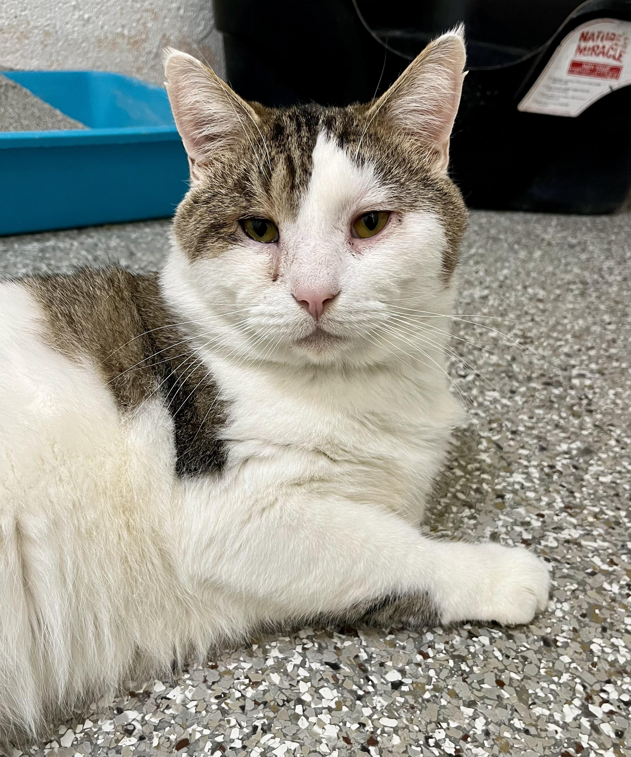 Enlarge Daniel, an adoptable Domestic Short Hair in Seville, OH image 4/4