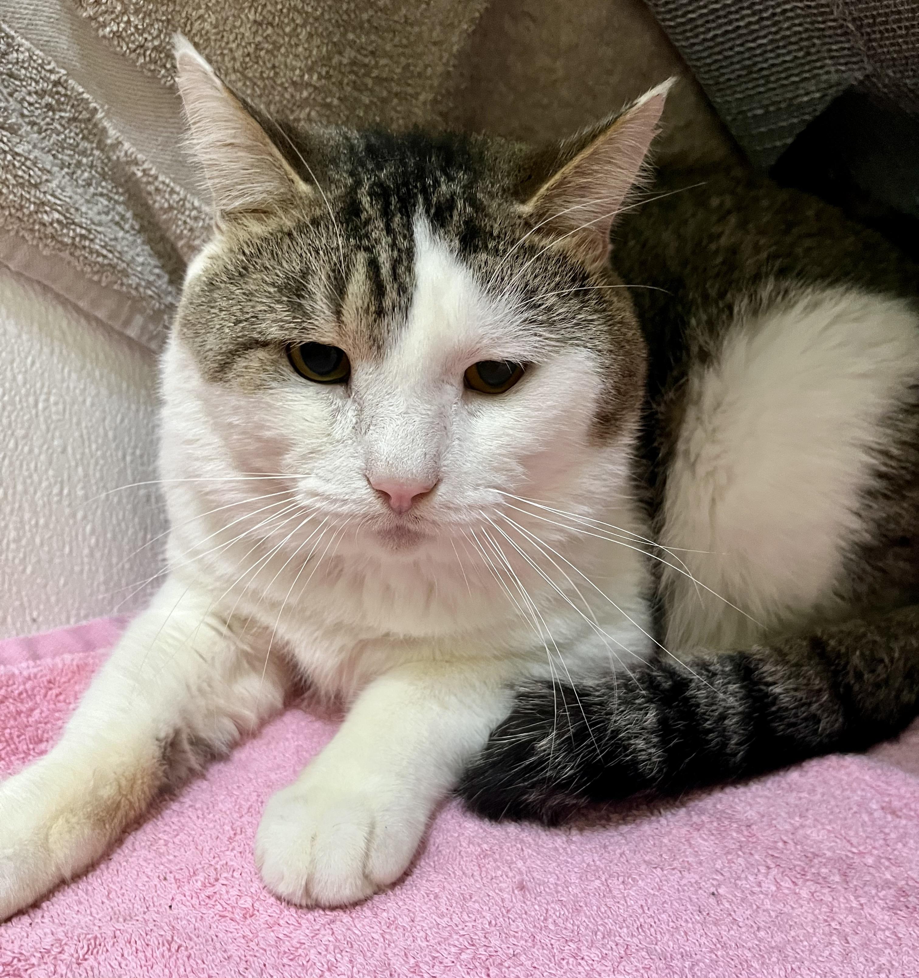 Daniel, adoptable, Adult Male Domestic Short Hair.