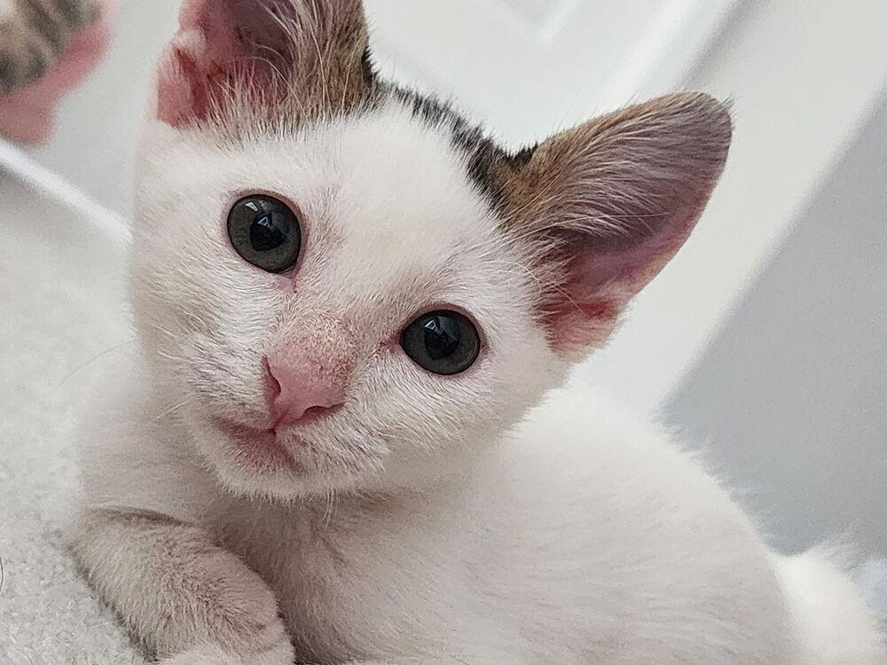 Aiden, Adoptable, Kitten Male Domestic Short Hair.