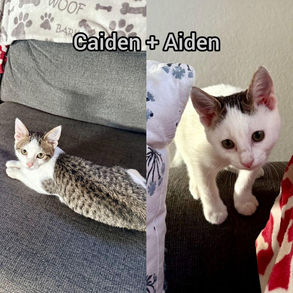 Enlarge Aiden, a Adoptable mixed breed in Austin, TX image 3/4