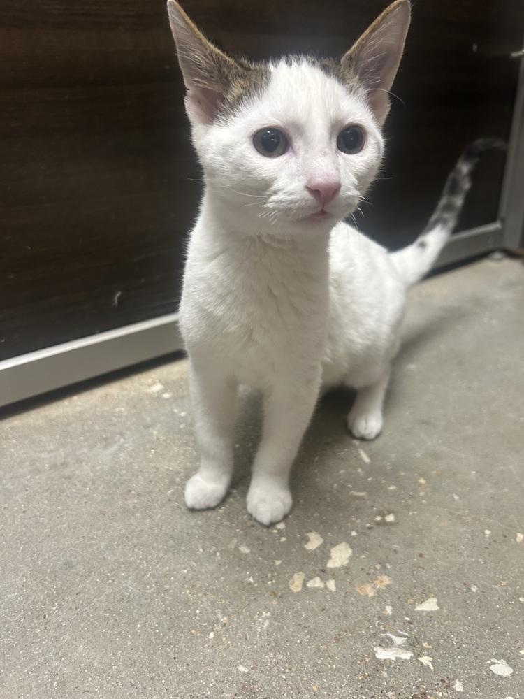 Enlarge Aiden, a Adoptable mixed breed in Austin, TX image 4/4