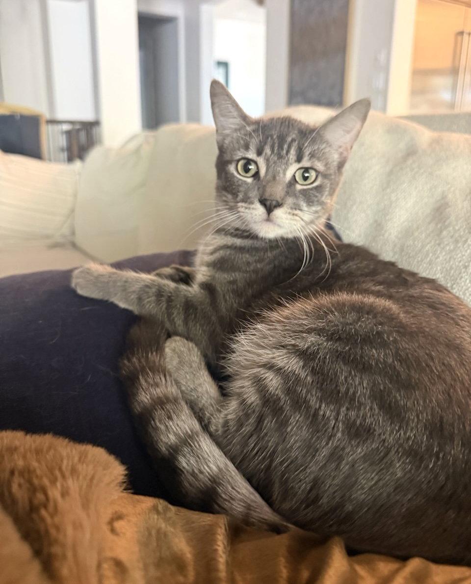 Enlarge Sylvie, a Adopted Domestic Short Hair in Scottsdale, AZ image 2/3