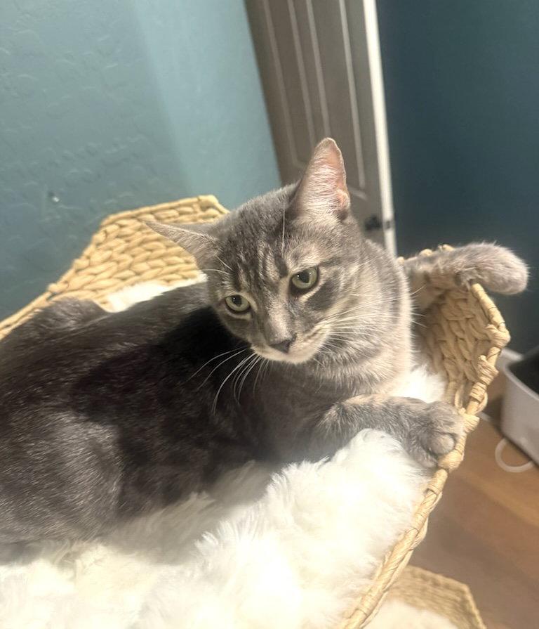 Enlarge Sylvie, a Adopted Domestic Short Hair in Scottsdale, AZ image 3/3