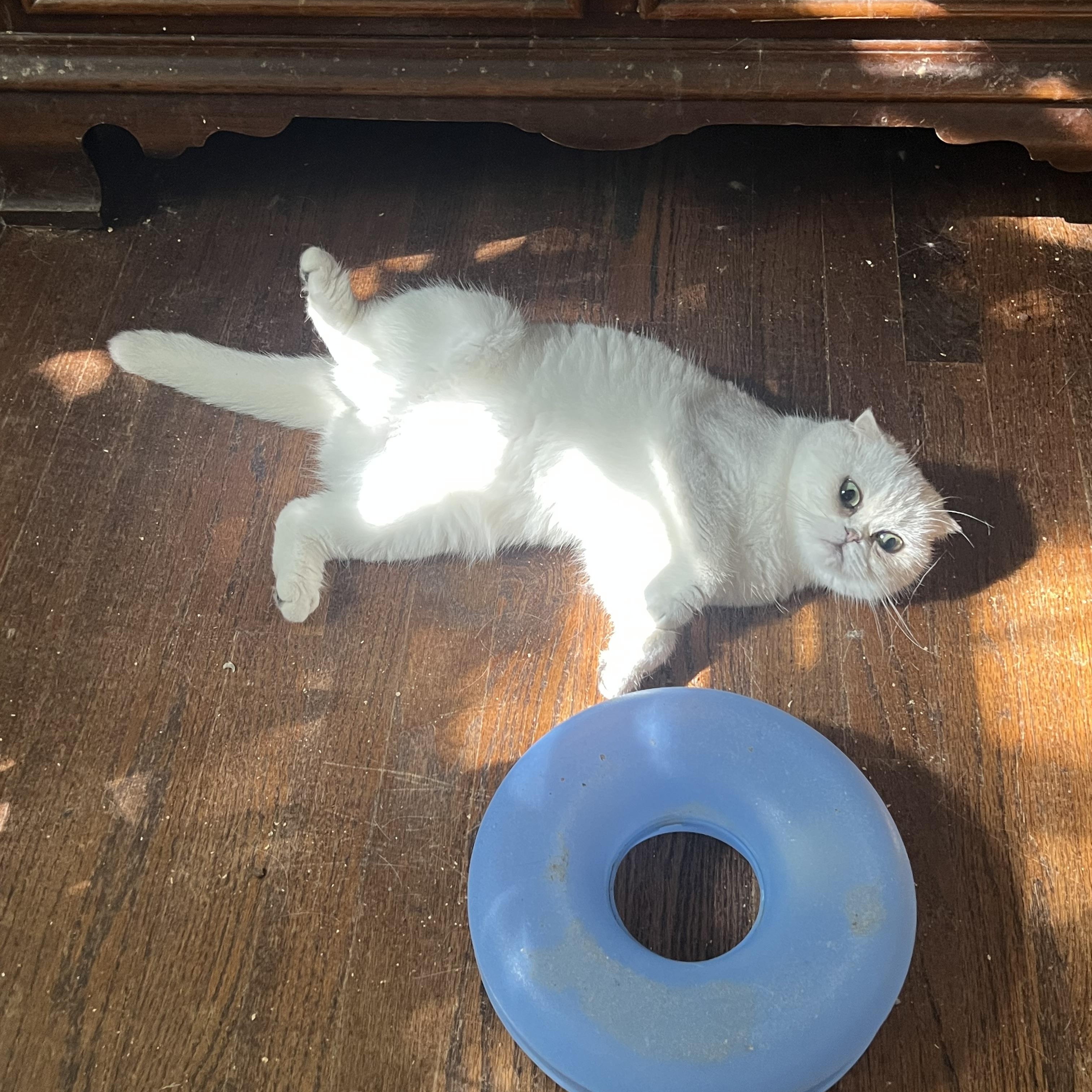Enlarge Sukara, a Adoptable Scottish Fold in Federalsburg, MD image 1/3