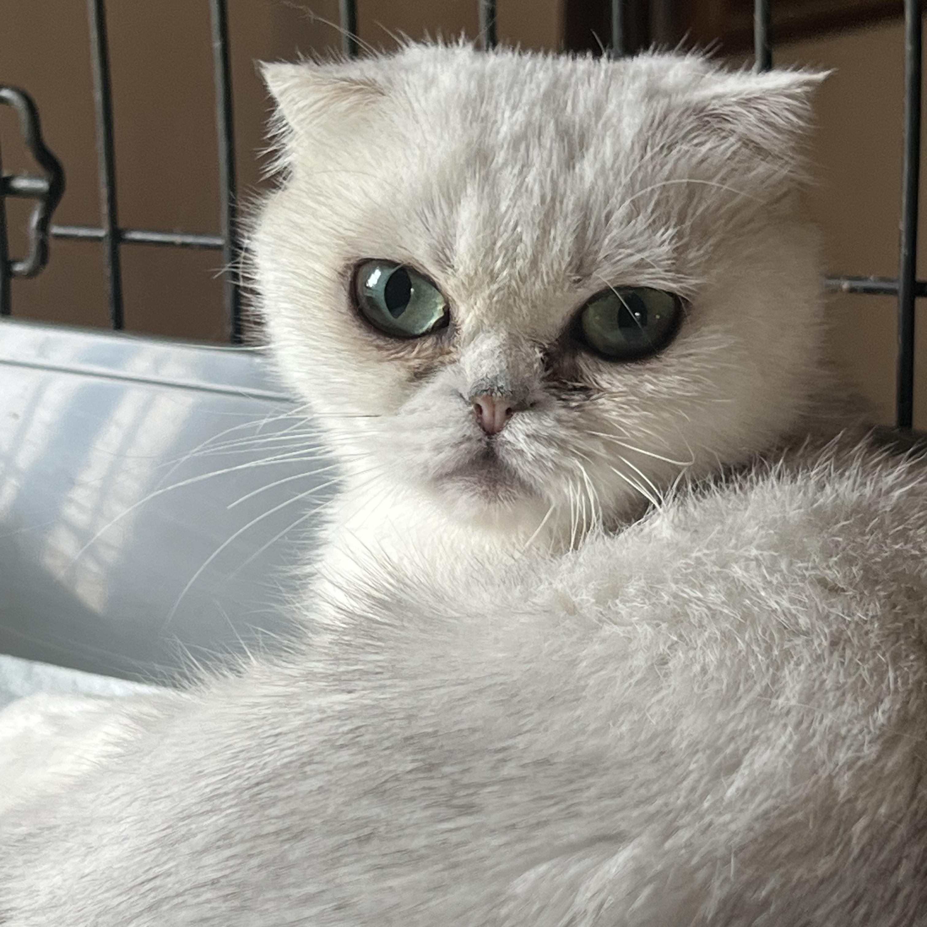 Enlarge Sukara, a Adoptable Scottish Fold in Federalsburg, MD image 2/3