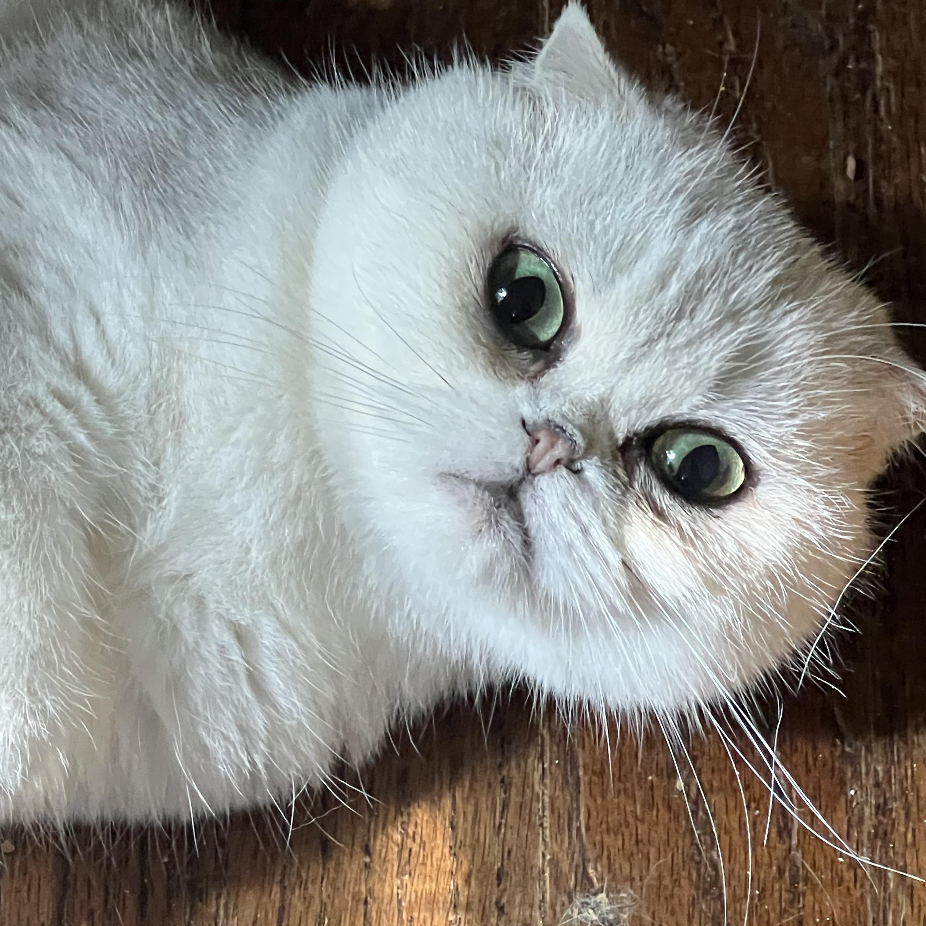 Enlarge Sukara, a Adoptable Scottish Fold in Federalsburg, MD image 3/3