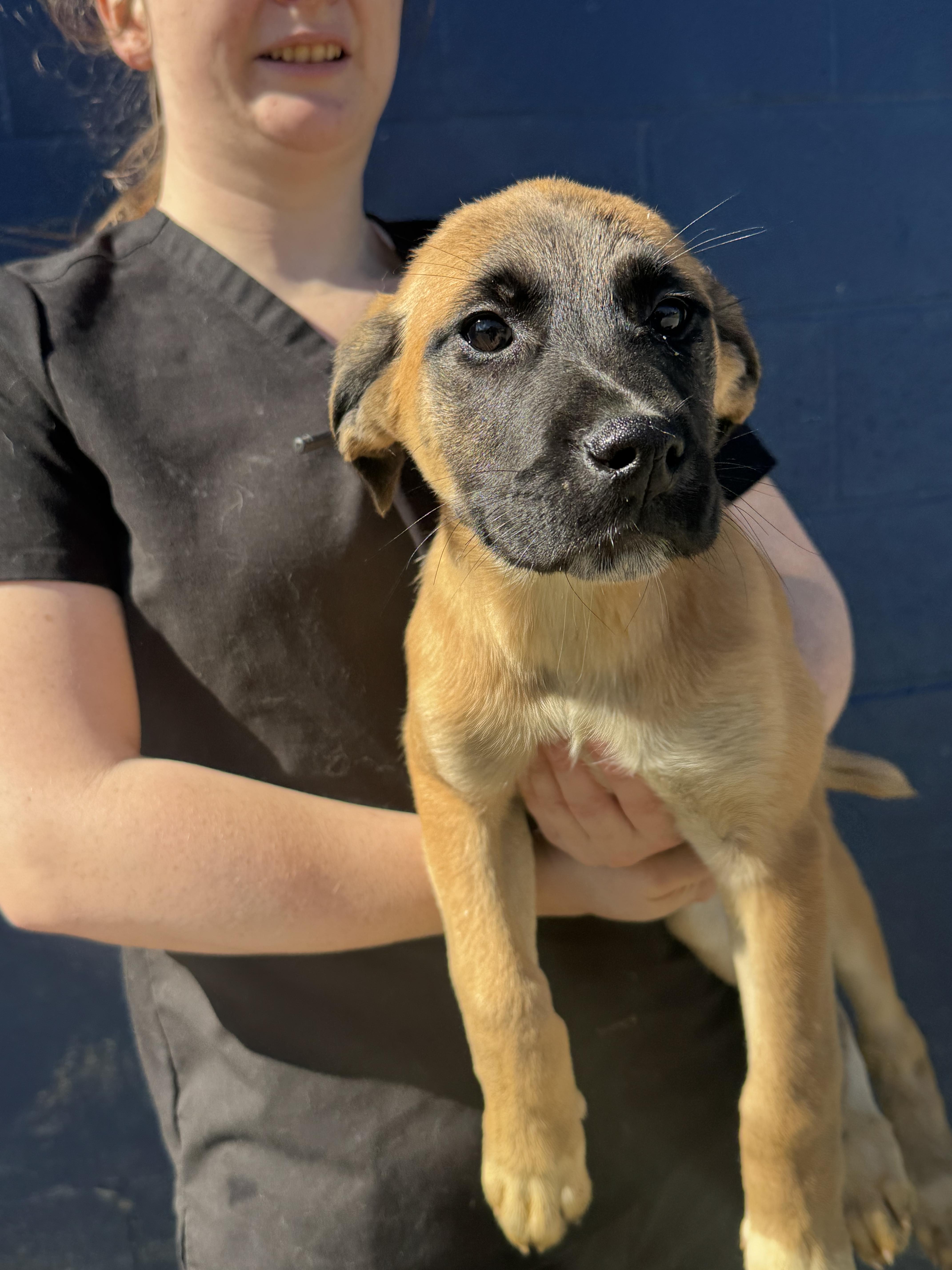 Enlarge Alli, an adopted mixed breed in Raphine, VA image 3/4