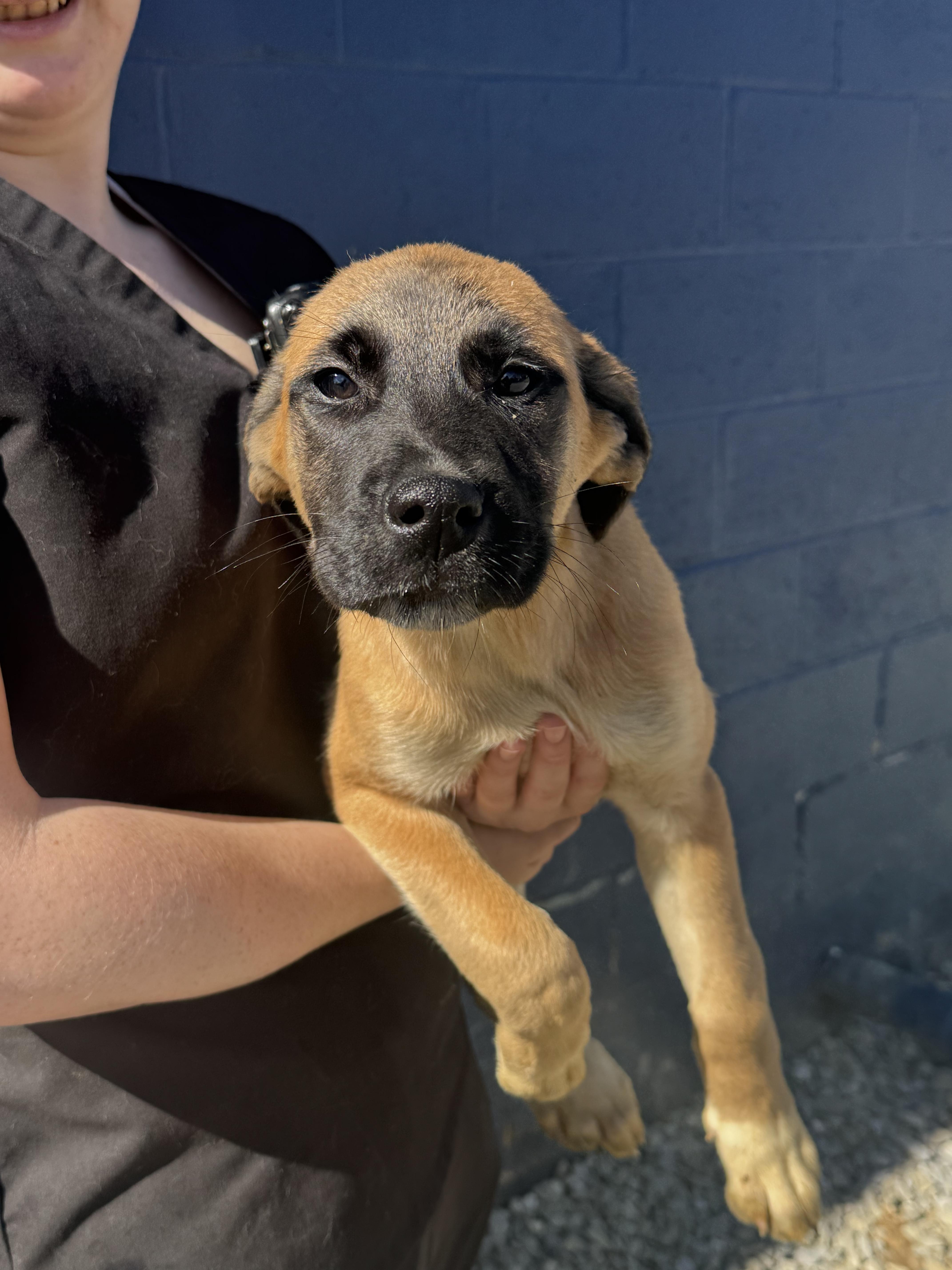 Enlarge Alli, an adopted mixed breed in Raphine, VA image 4/4