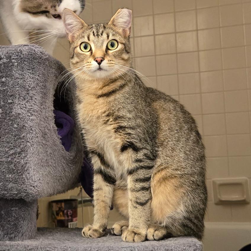 Wasabi, Adoptable, Young Male Domestic Short Hair.