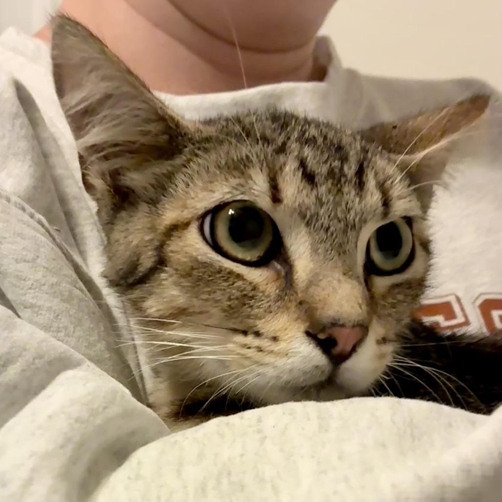 Enlarge Wasabi, a Adoptable Domestic Short Hair in Titusville, FL image 2/5