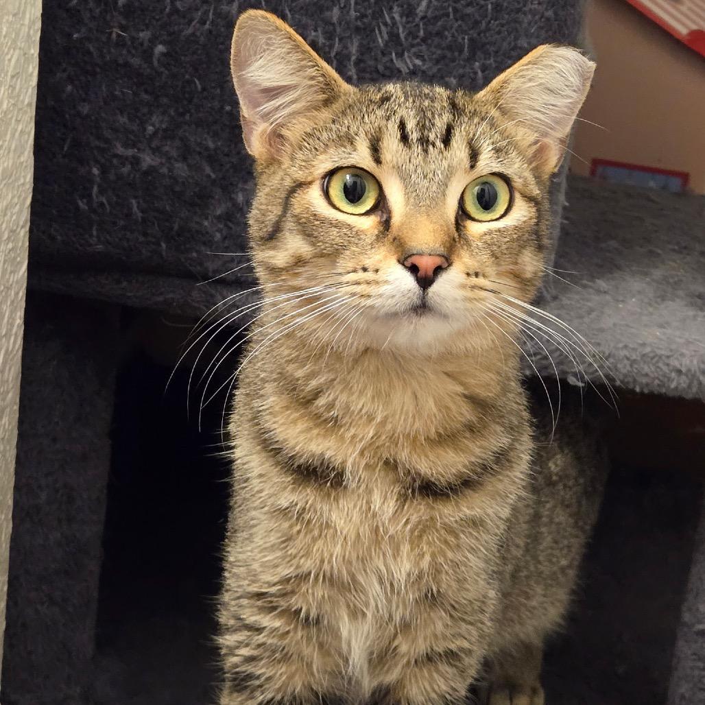 Enlarge Wasabi, a Adoptable Domestic Short Hair in Titusville, FL image 3/5