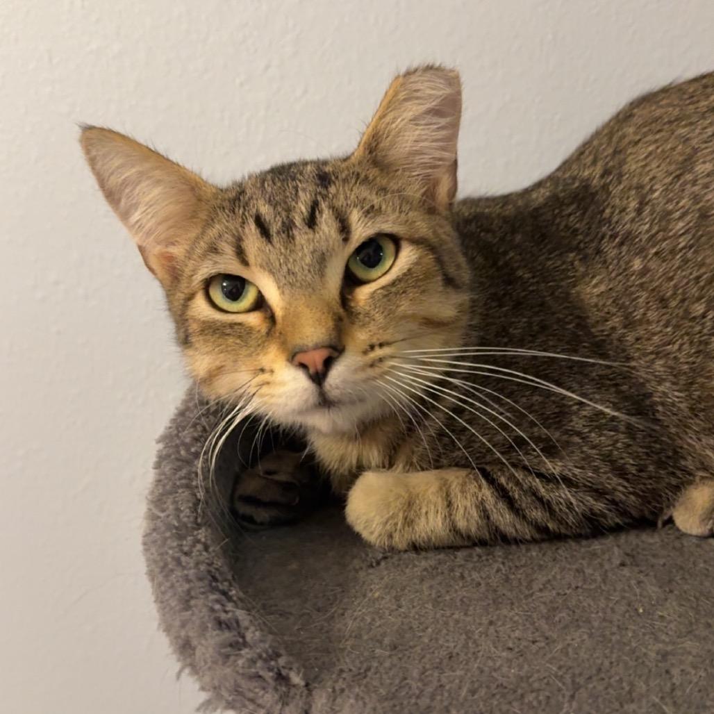 Enlarge Wasabi, a Adoptable Domestic Short Hair in Titusville, FL image 5/5
