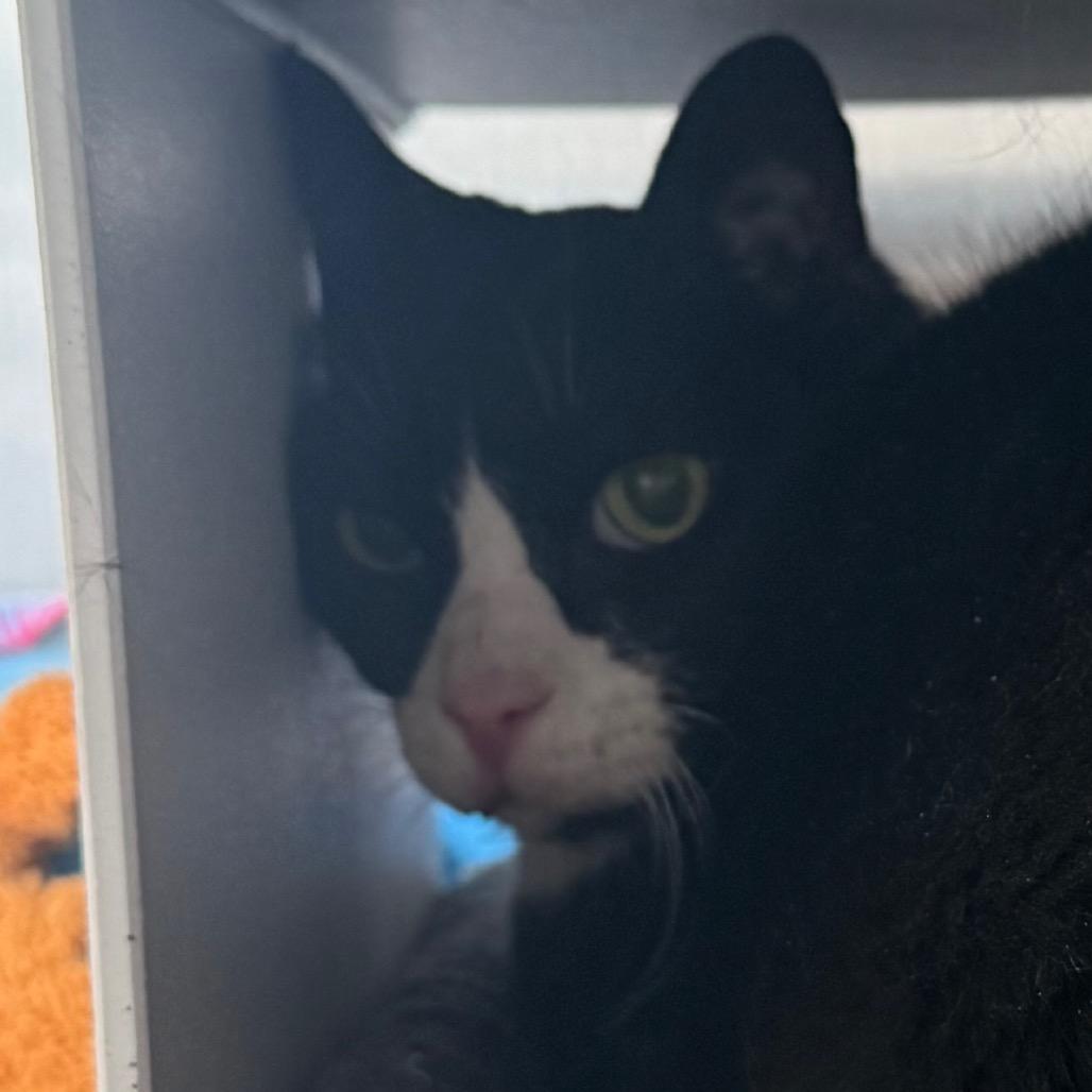 Buddy, Adoptable, Senior Male Domestic Short Hair.