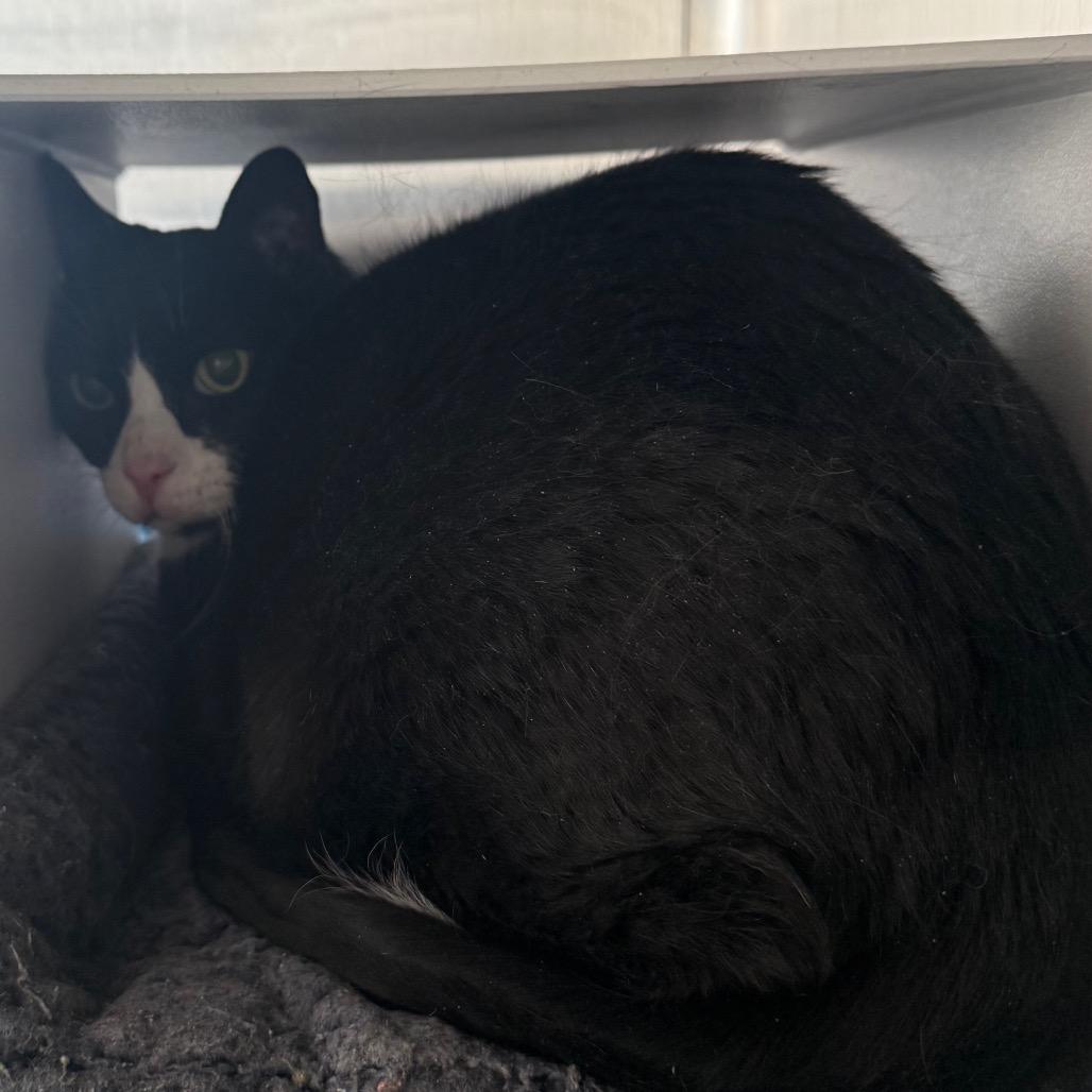 Enlarge Buddy, a Adoptable Domestic Short Hair in Cedaredge, CO image 2/2