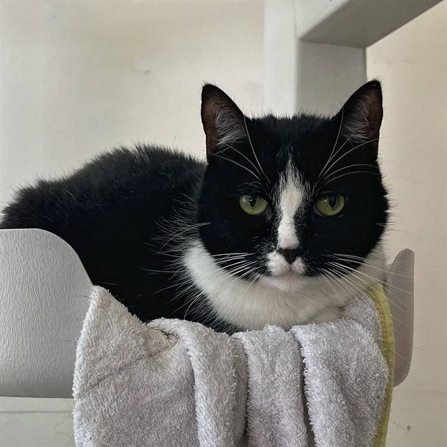 FIONA, Adoptable, Adult Female Domestic Short Hair.