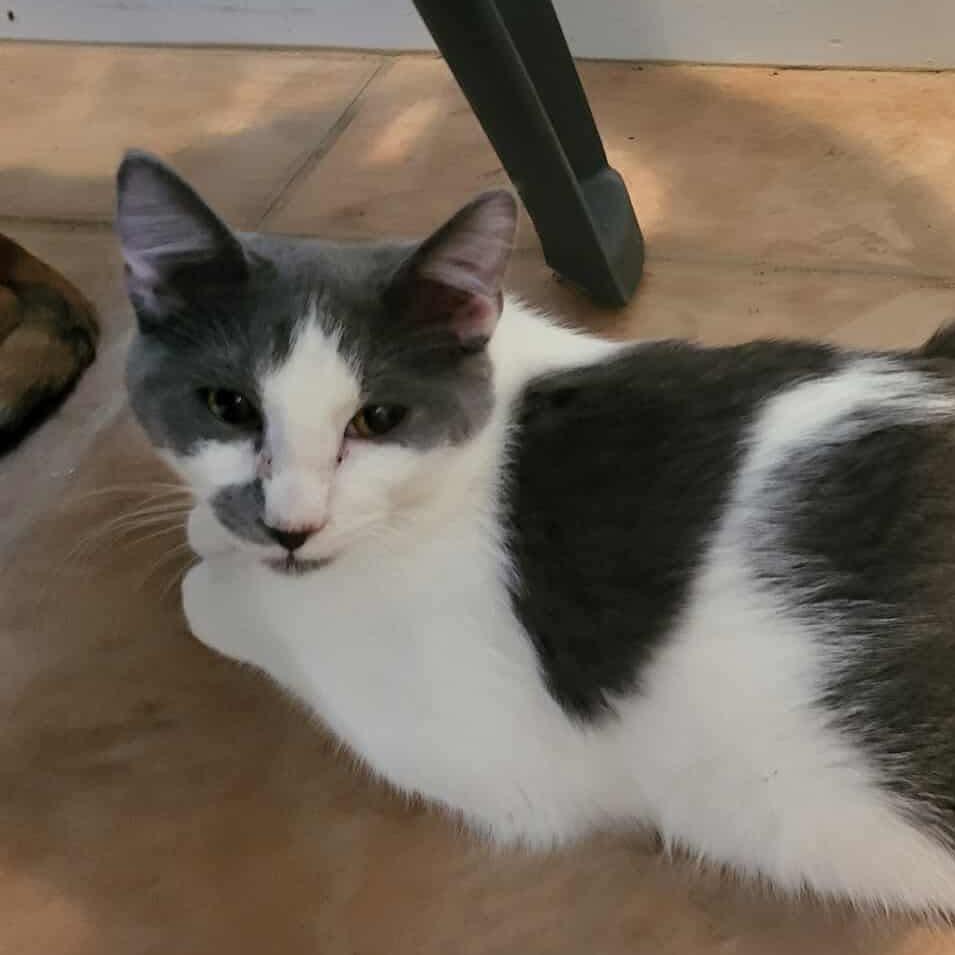 Enlarge Carson, a Adoptable Domestic Short Hair in Leander, TX image 1/4