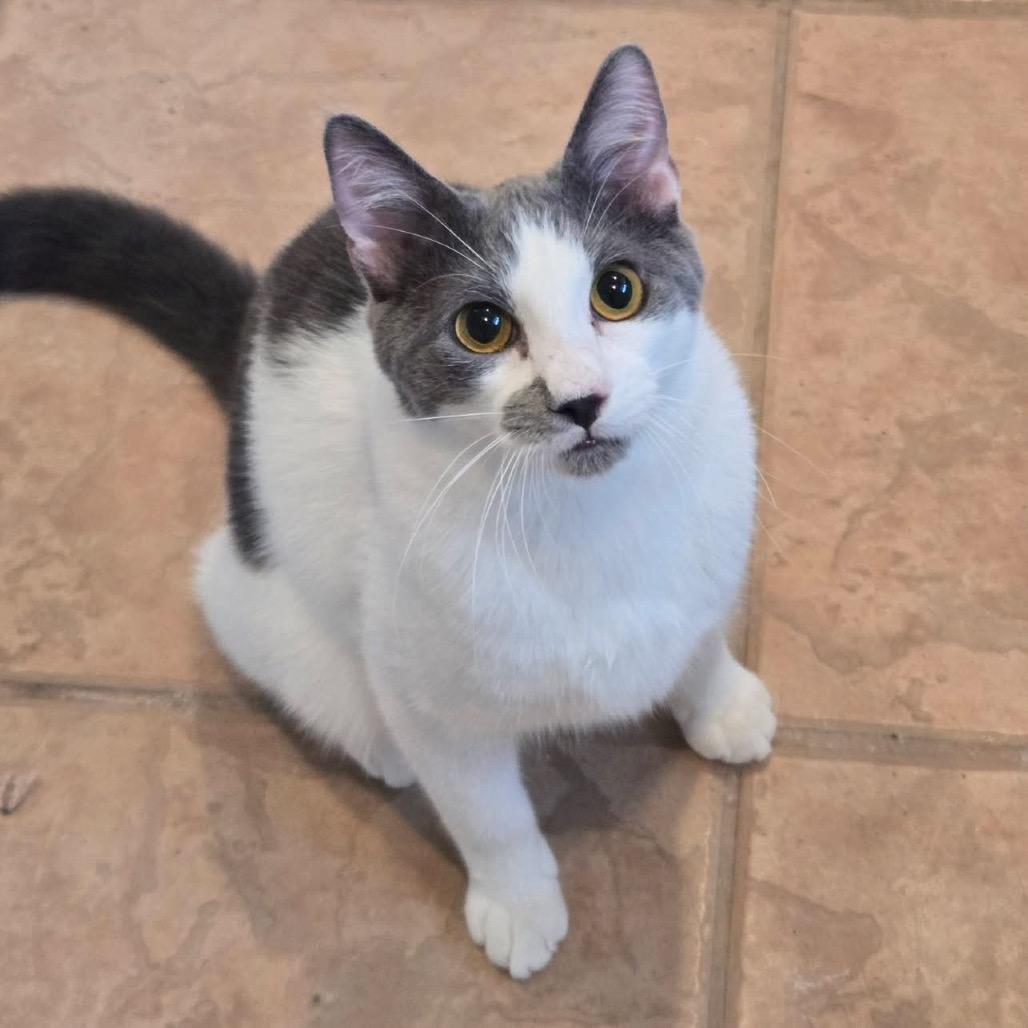 Carson, a Adoptable Domestic Short Hair in Leander, TX image 2/5