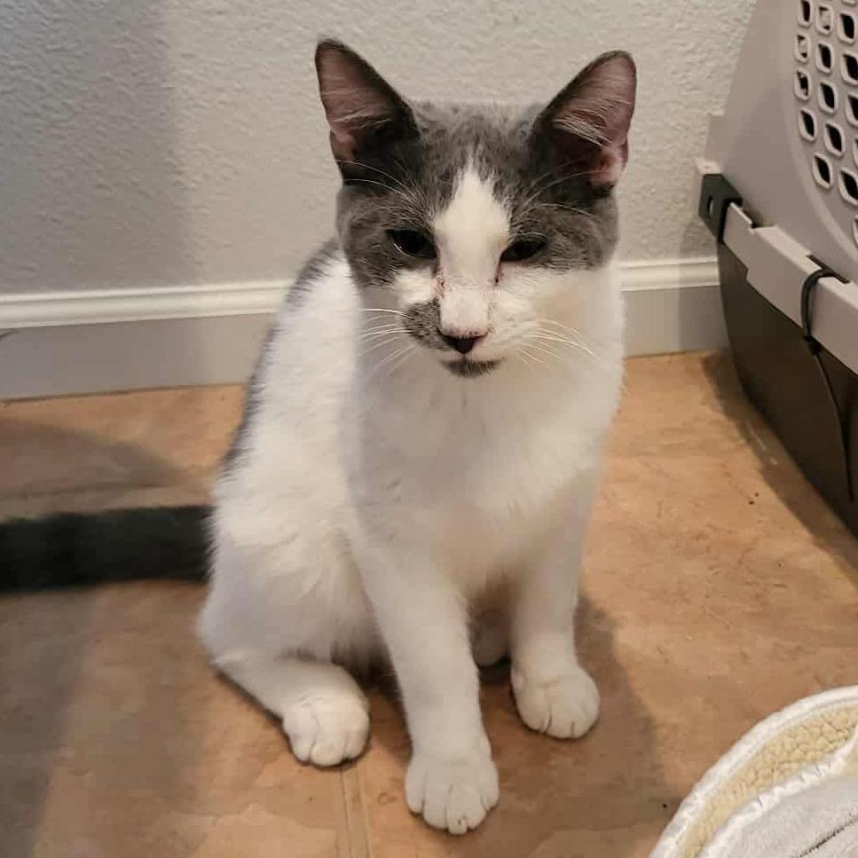 Enlarge Carson, a Adoptable Domestic Short Hair in Leander, TX image 2/4