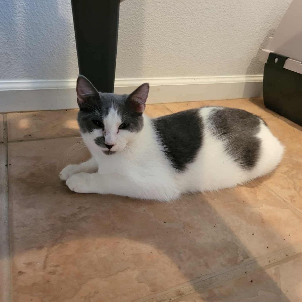 Enlarge Carson, a Adoptable Domestic Short Hair in Leander, TX image 3/4