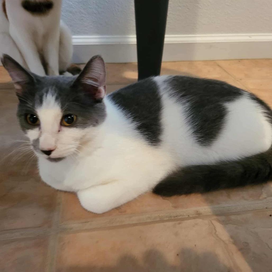 Enlarge Carson, a Adoptable Domestic Short Hair in Leander, TX image 4/4