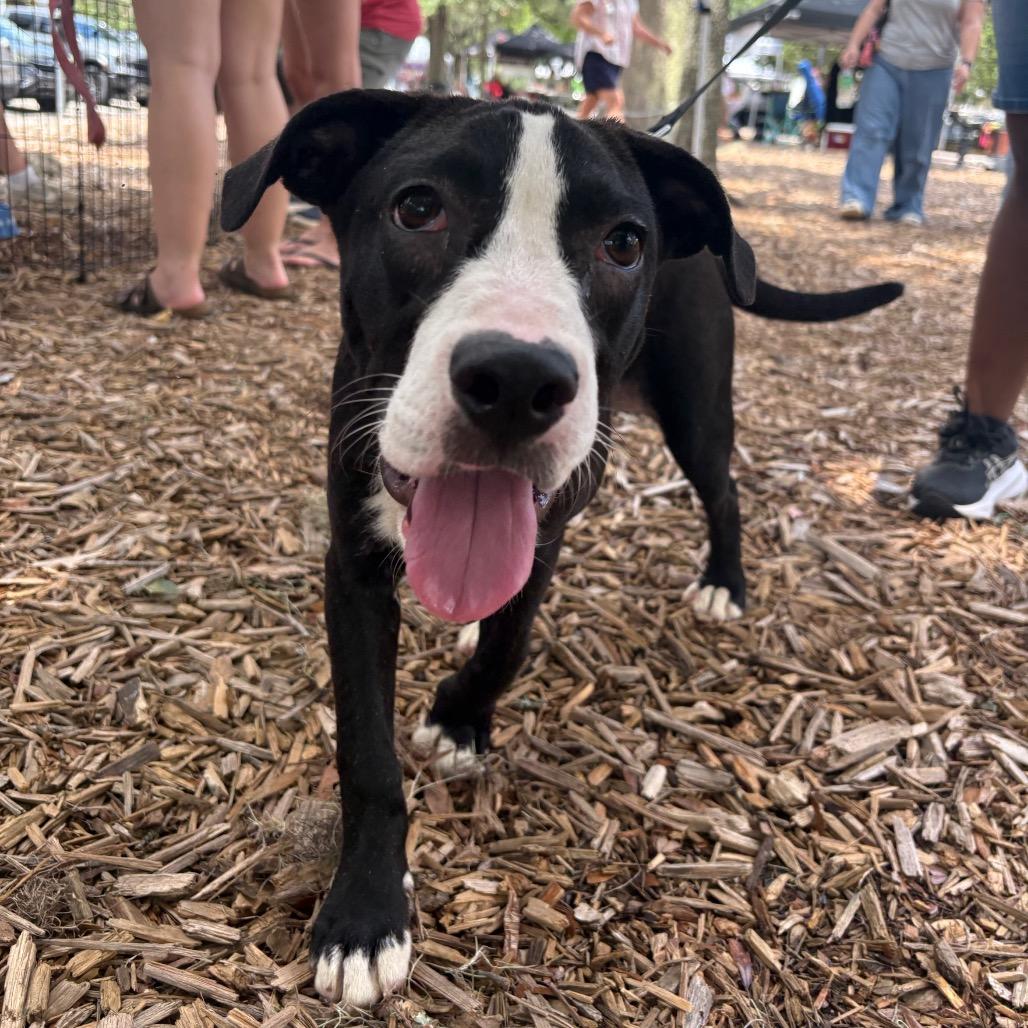 Eggy, Adoptable, Young Female Mixed Breed & None.