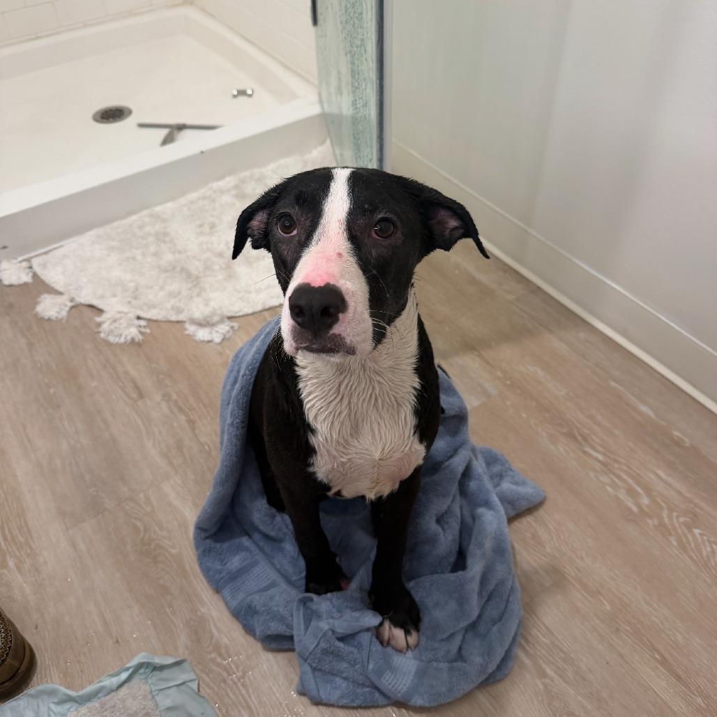 Enlarge Eggy, a Adoptable Mixed Breed in QUINCY, FL image 2/5