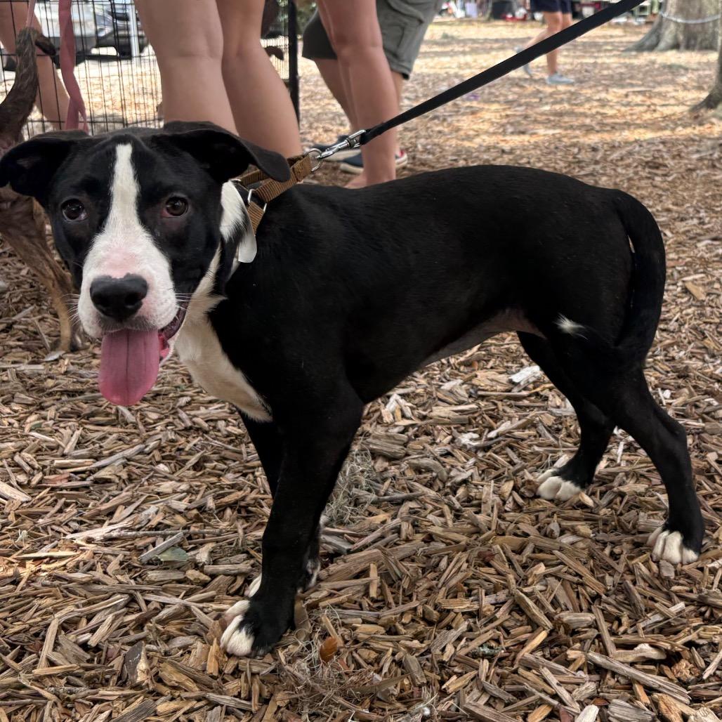 Enlarge Eggy, a Adoptable Mixed Breed in QUINCY, FL image 3/5