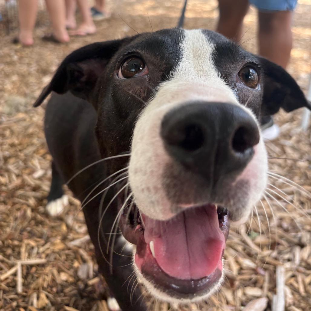 Enlarge Eggy, a Adoptable Mixed Breed in QUINCY, FL image 4/5