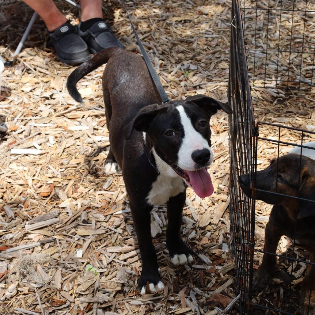 Enlarge Eggy, a Adoptable Mixed Breed in QUINCY, FL image 5/5