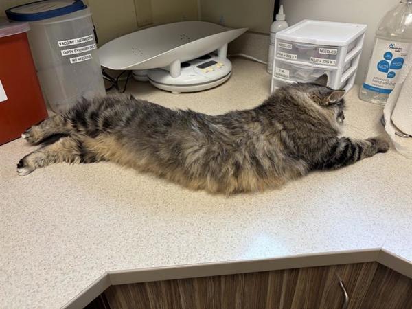Rosalie, Adoptable, Adult Female Domestic Medium Hair.