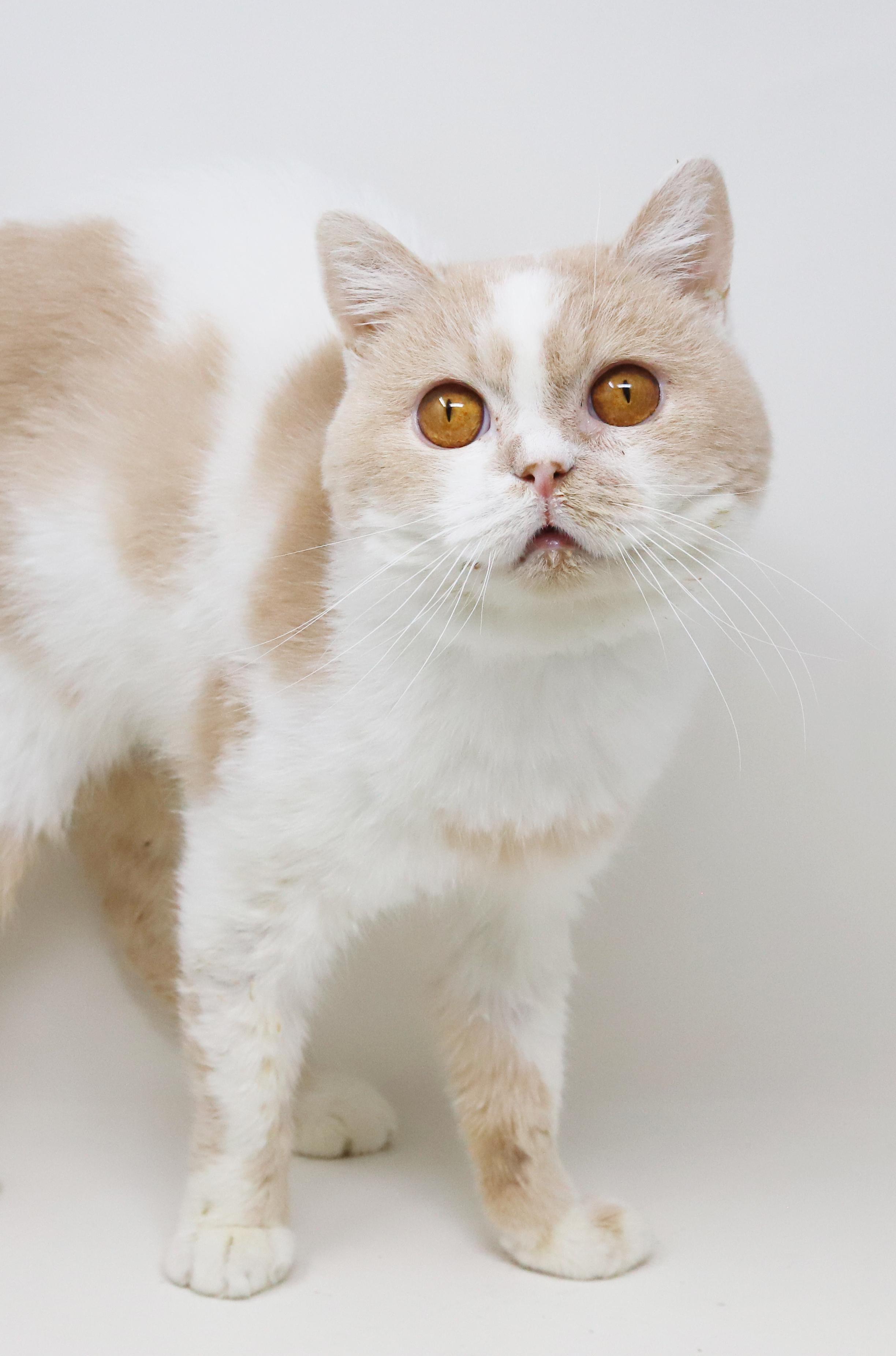 Enlarge Roman and Kim!  BONDED EXOTIC Beauties!  READ FULL BIO BEFORE APPLYING, a ADOPTABLE British Shorthair in Bedford Hills, NY image 6/6