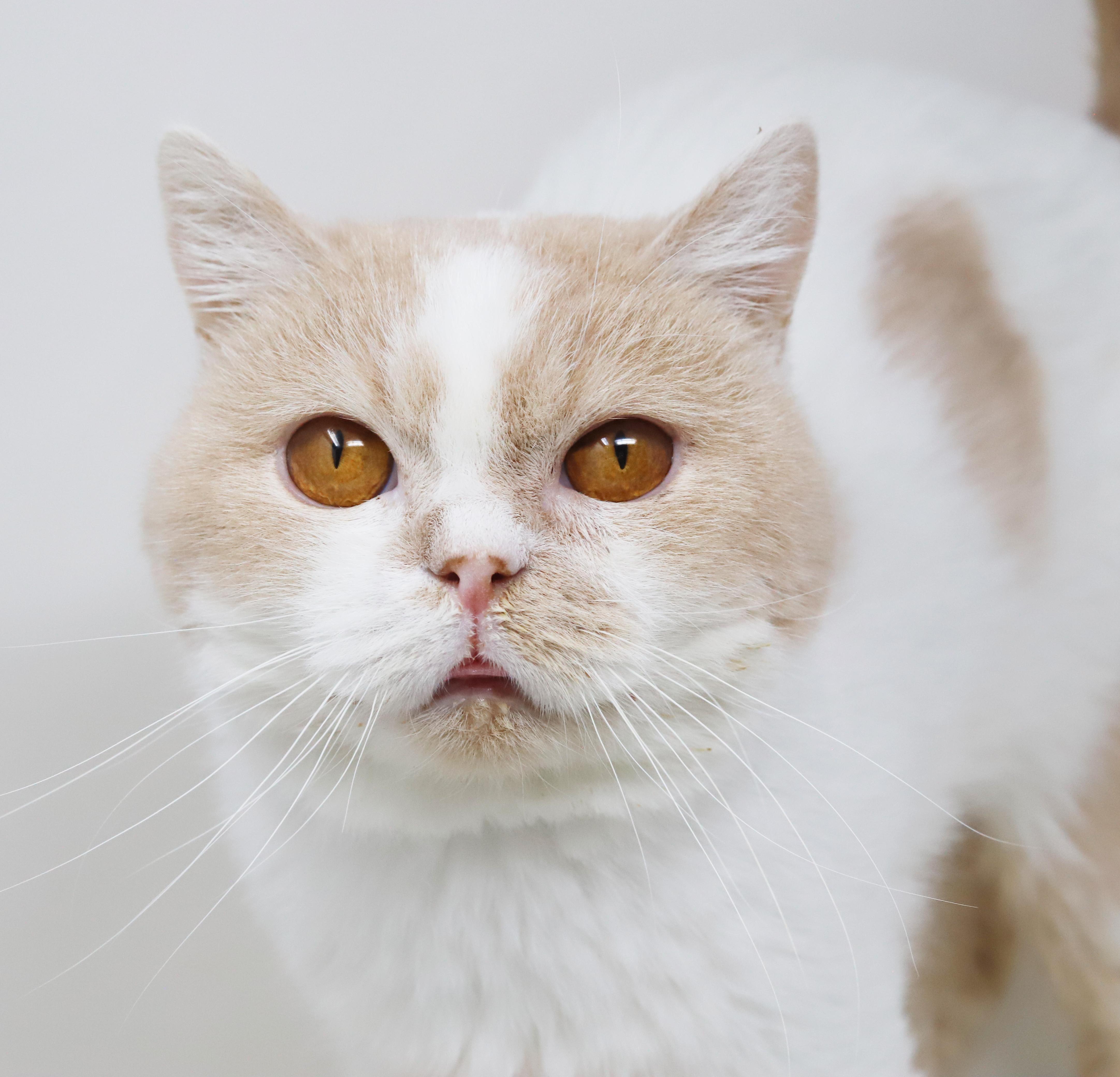 Enlarge Roman and Kim!  BONDED EXOTIC Beauties!  READ FULL BIO BEFORE APPLYING, a ADOPTABLE British Shorthair in Bedford Hills, NY image 1/6