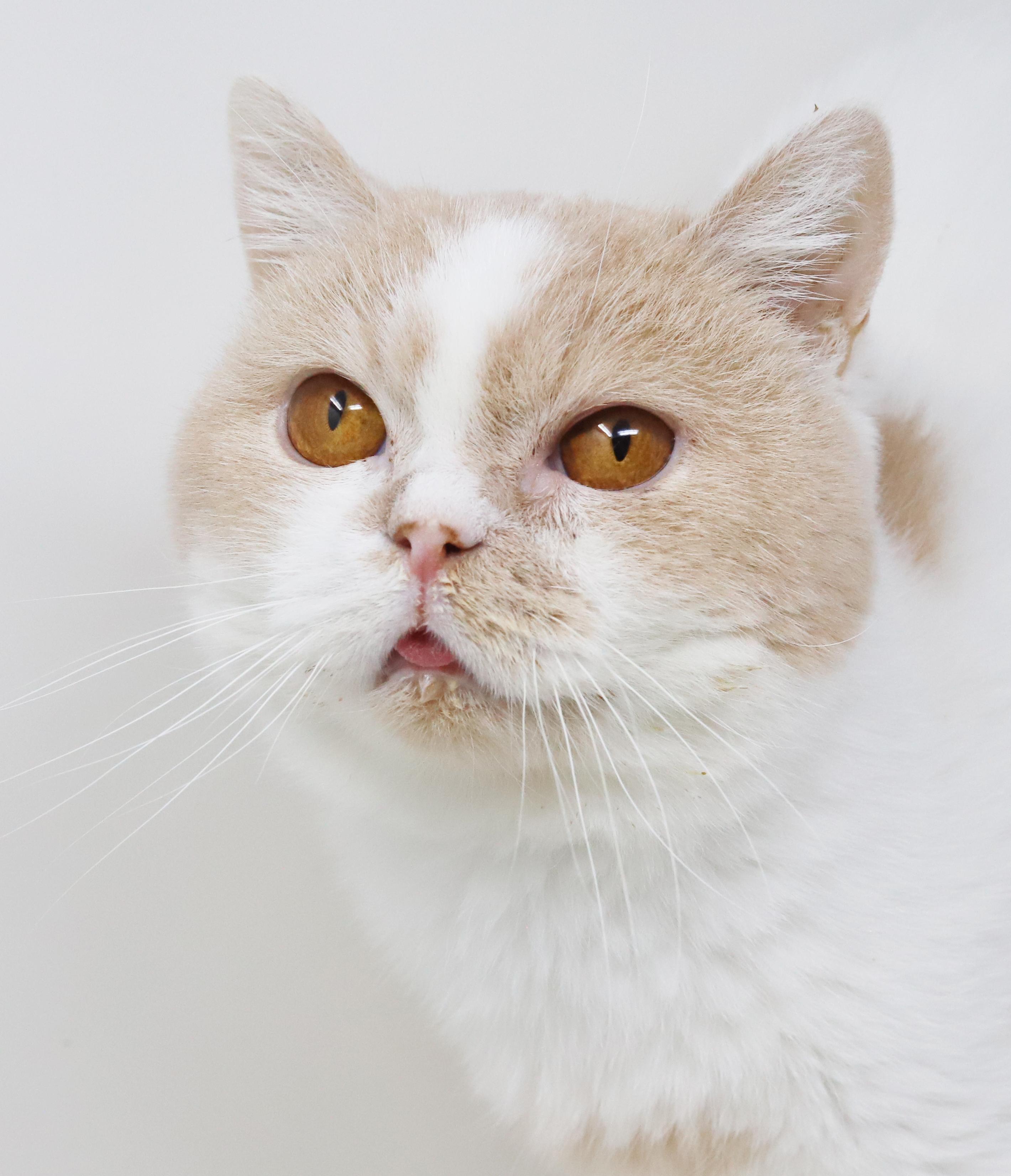 Enlarge Roman and Kim!  BONDED EXOTIC Beauties!  READ FULL BIO BEFORE APPLYING, a ADOPTABLE British Shorthair in Bedford Hills, NY image 3/6