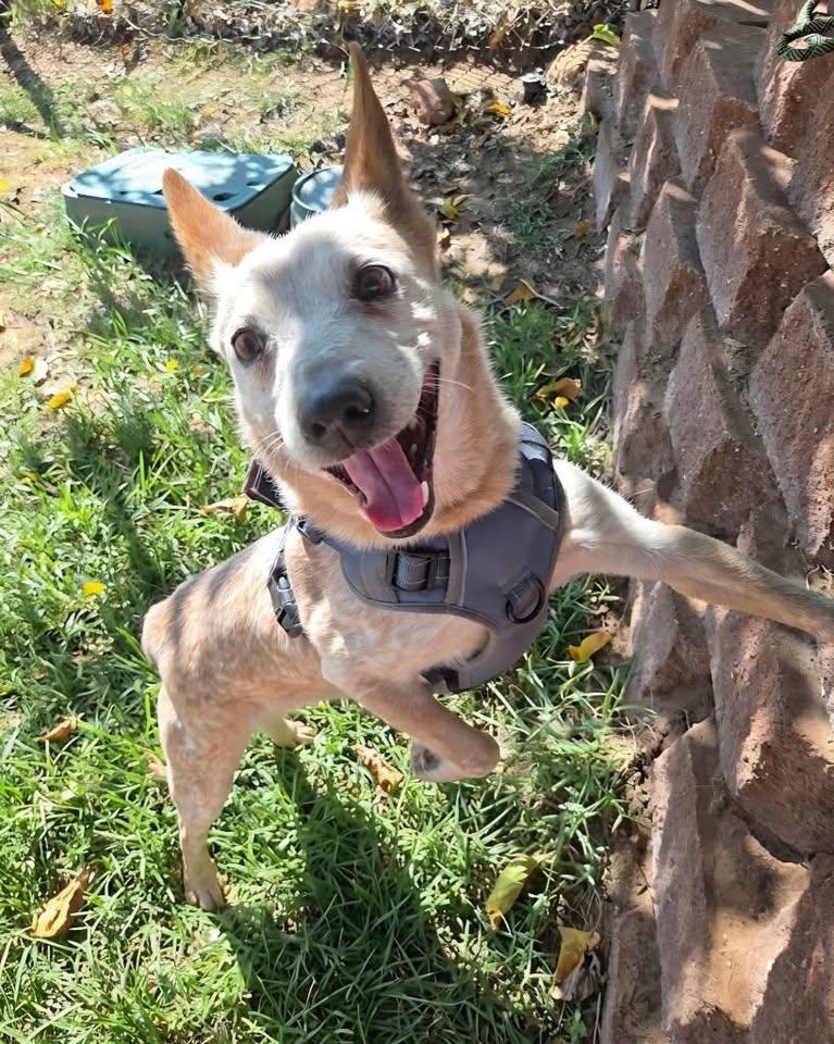 Enlarge Digger, a Adoptable Australian Cattle Dog / Blue Heeler in Saint George, UT image 1/1