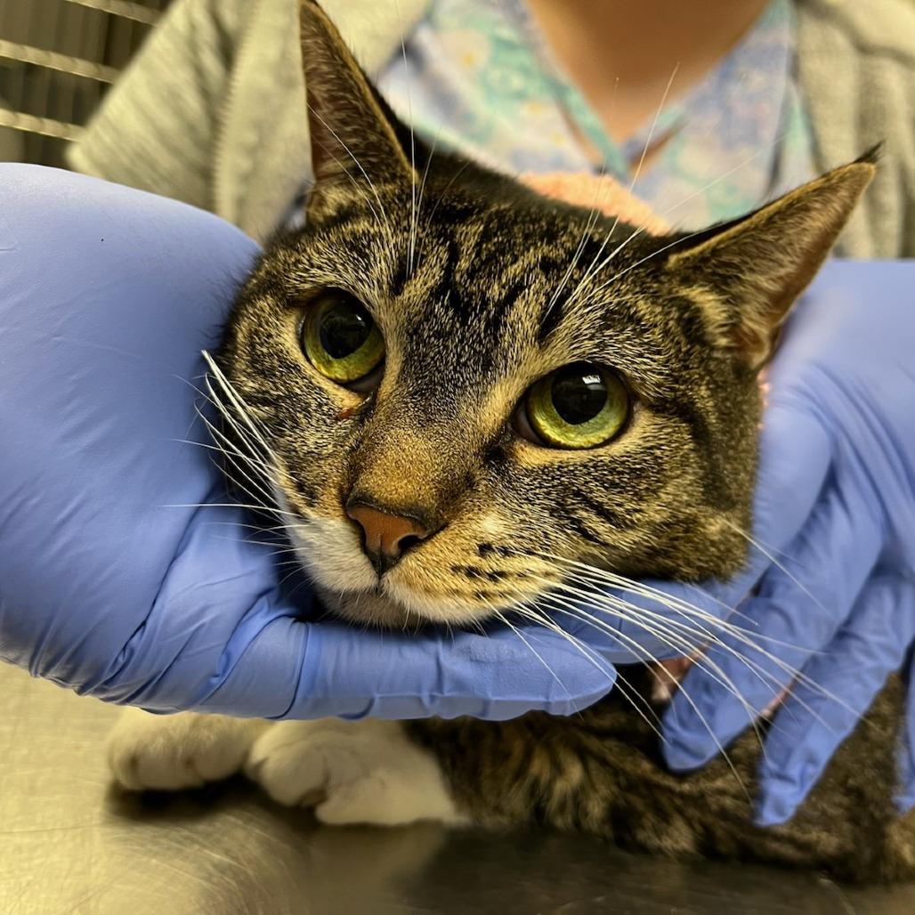 Violet, Adoptable, Adult Female Domestic Short Hair.