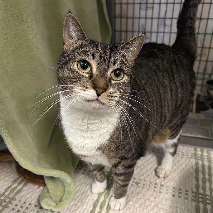 Enlarge Violet, a Adoptable Domestic Short Hair in Charlottesville, VA image 2/2