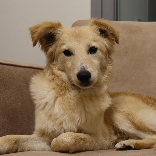 Enlarge Puffy, an adoptable mixed breed in Scarborough, ON image 2/5