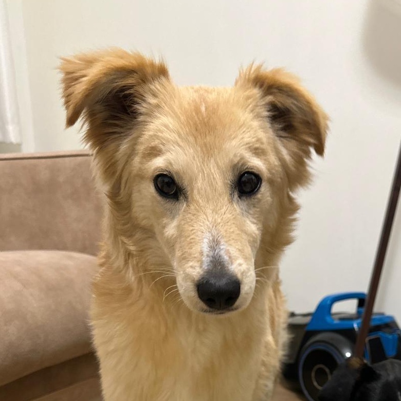 Puffy, adoptable, Adult Male Collie.